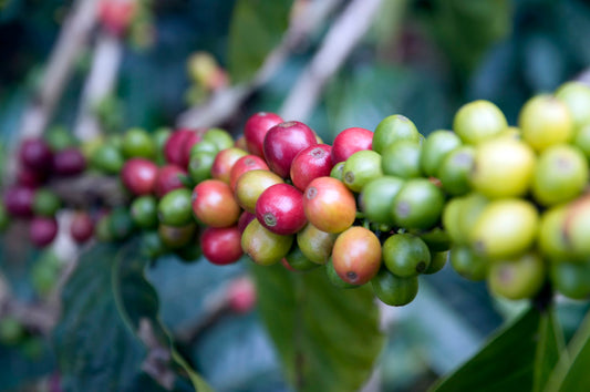 Coffee beans