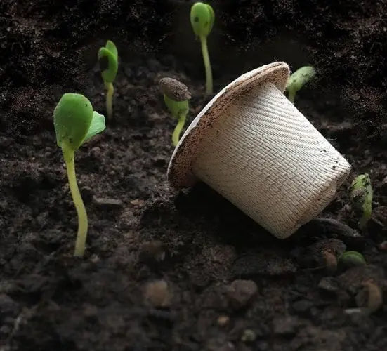 a white Ola home compostable coffee capsule on top of soil next to sprouting seedlings