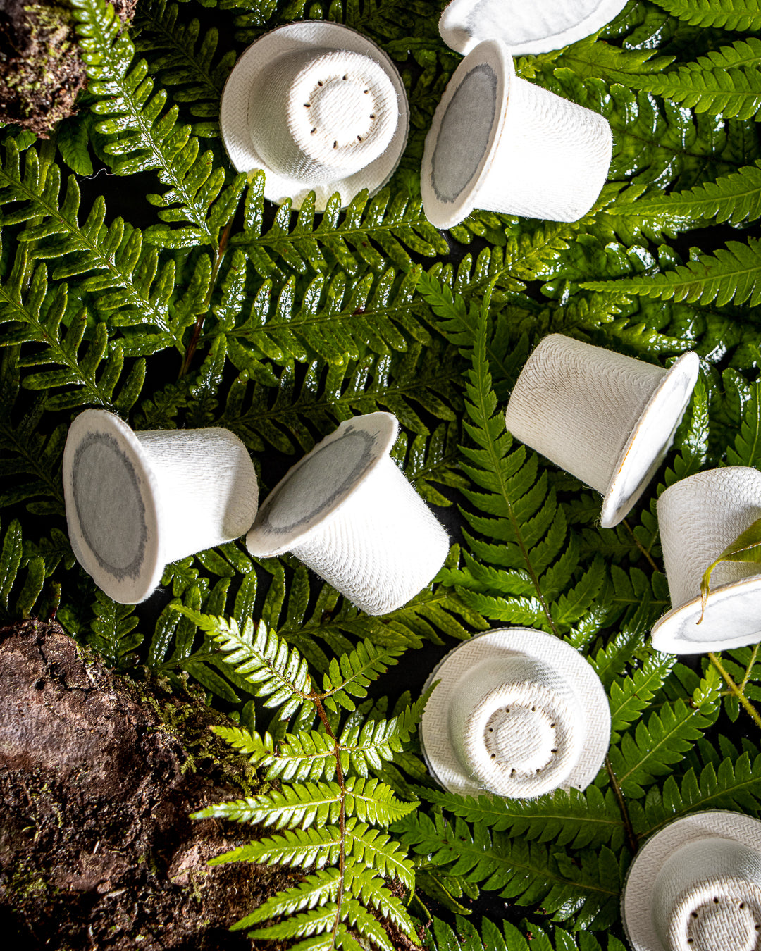 a group of Ola home compostable coffee capsules sitting on a green fern leaf