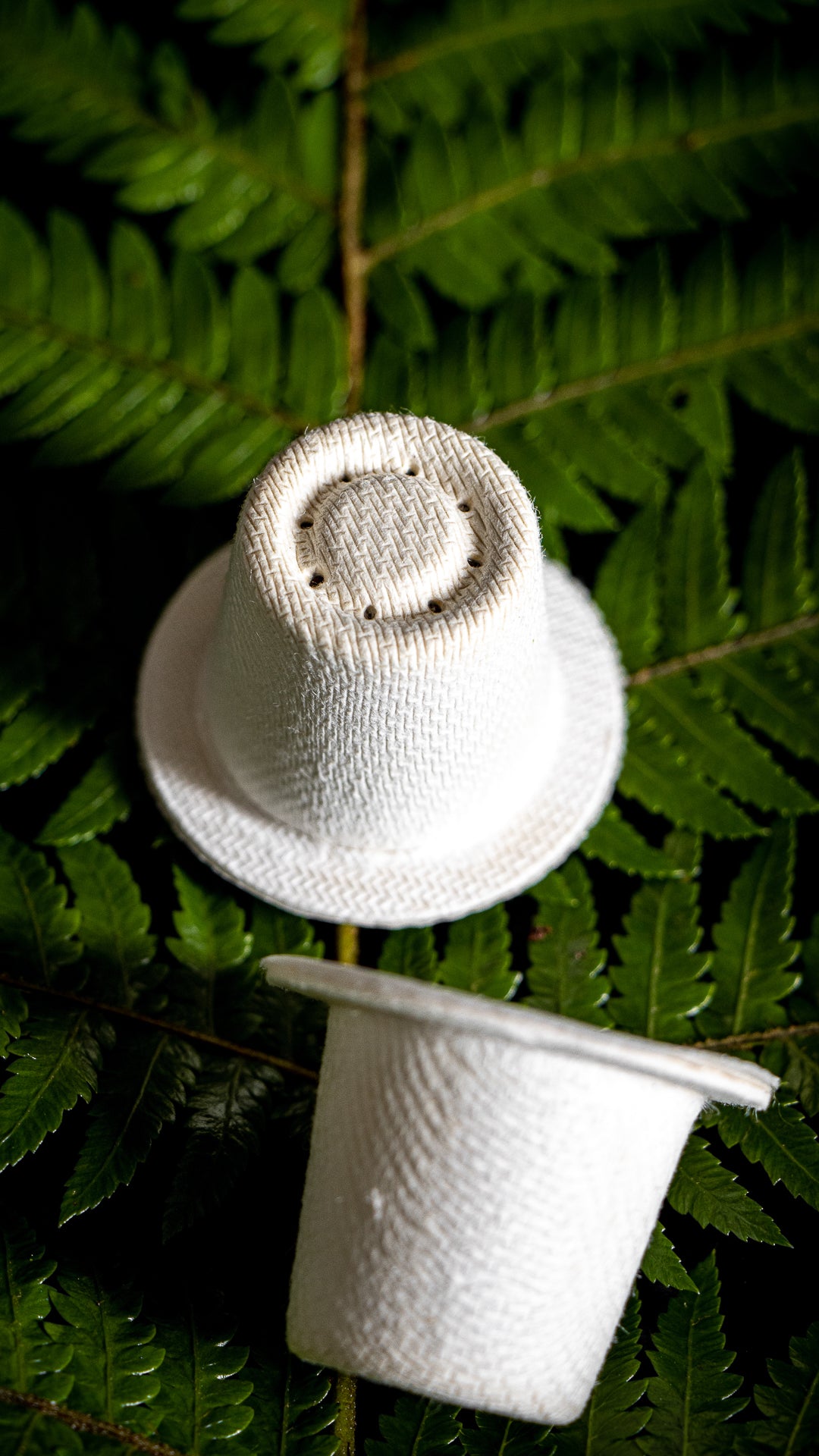 Ola home compostable coffee capsules sitting on a green fern 