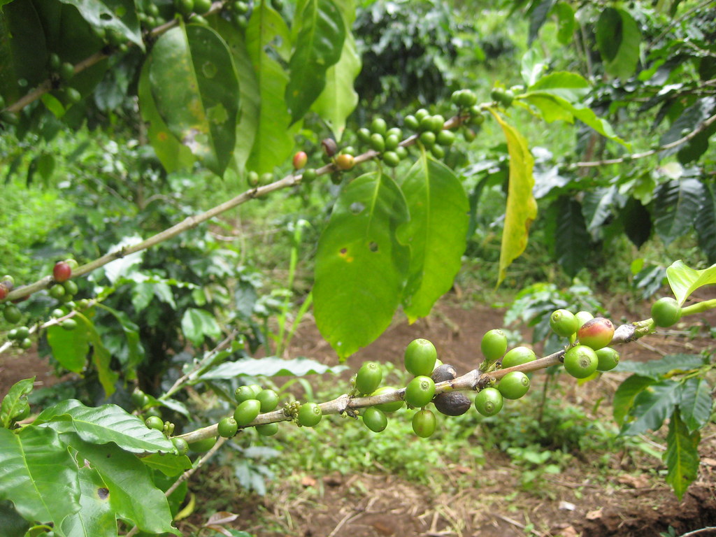 Robusta coffee fruit ripening on the bush