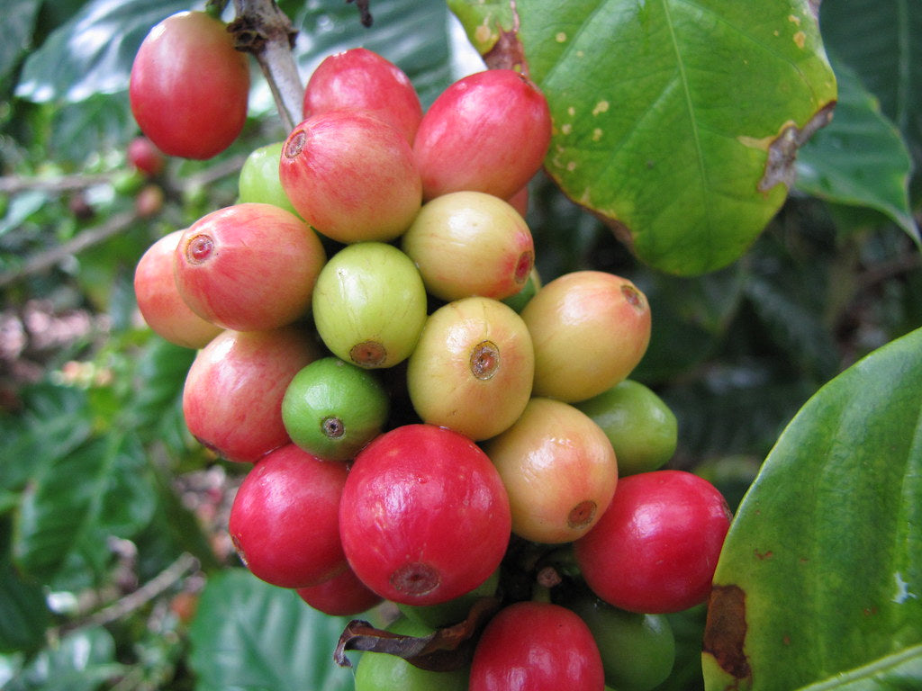 a photo of arabica coffee beans ripening on the bush