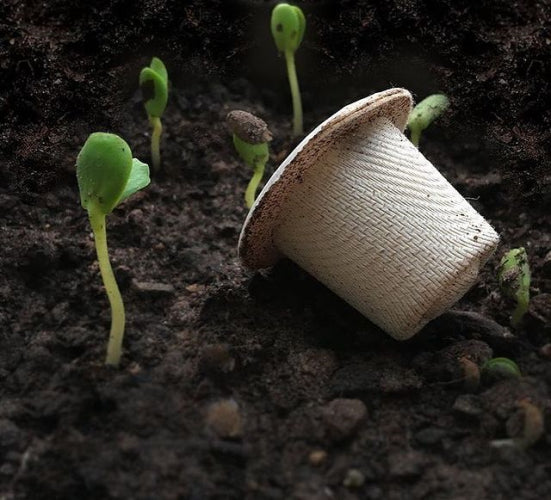 a white Ola home compostable coffee capsule on top of soil next to sprouting seedlings