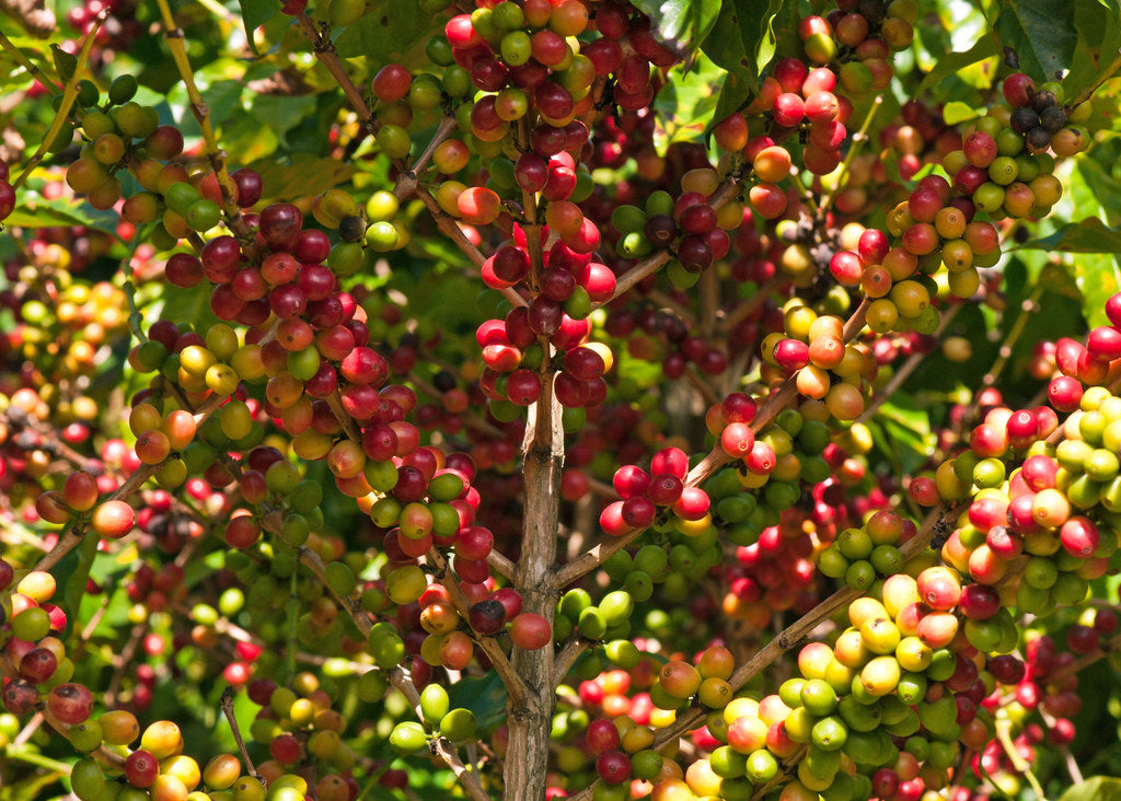 a close up of a tree with flowers in it 